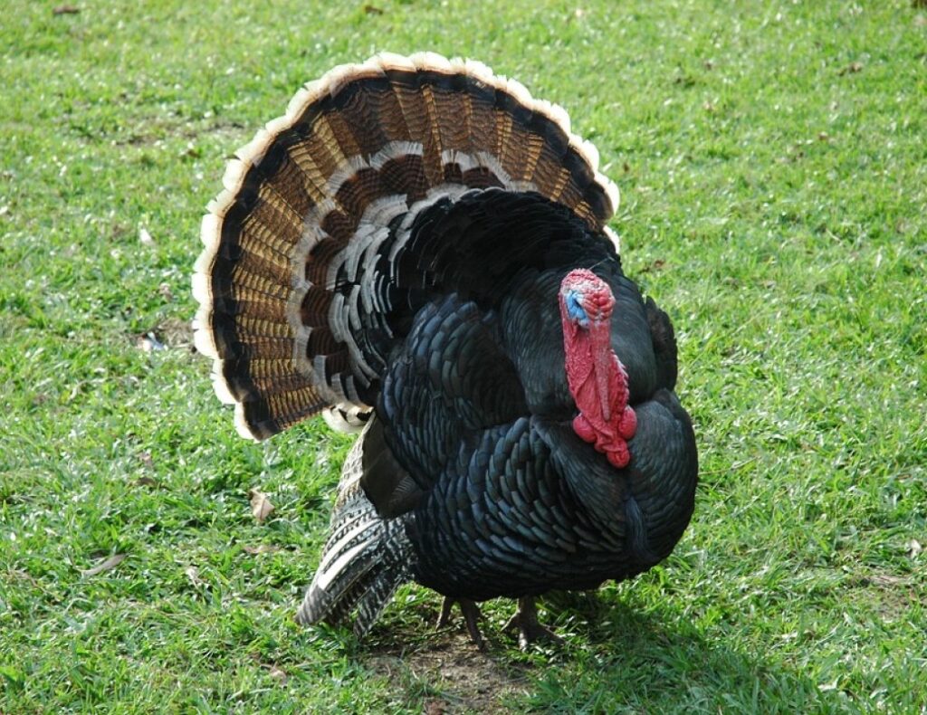 Turkey farming in Kenya - FarmHatch