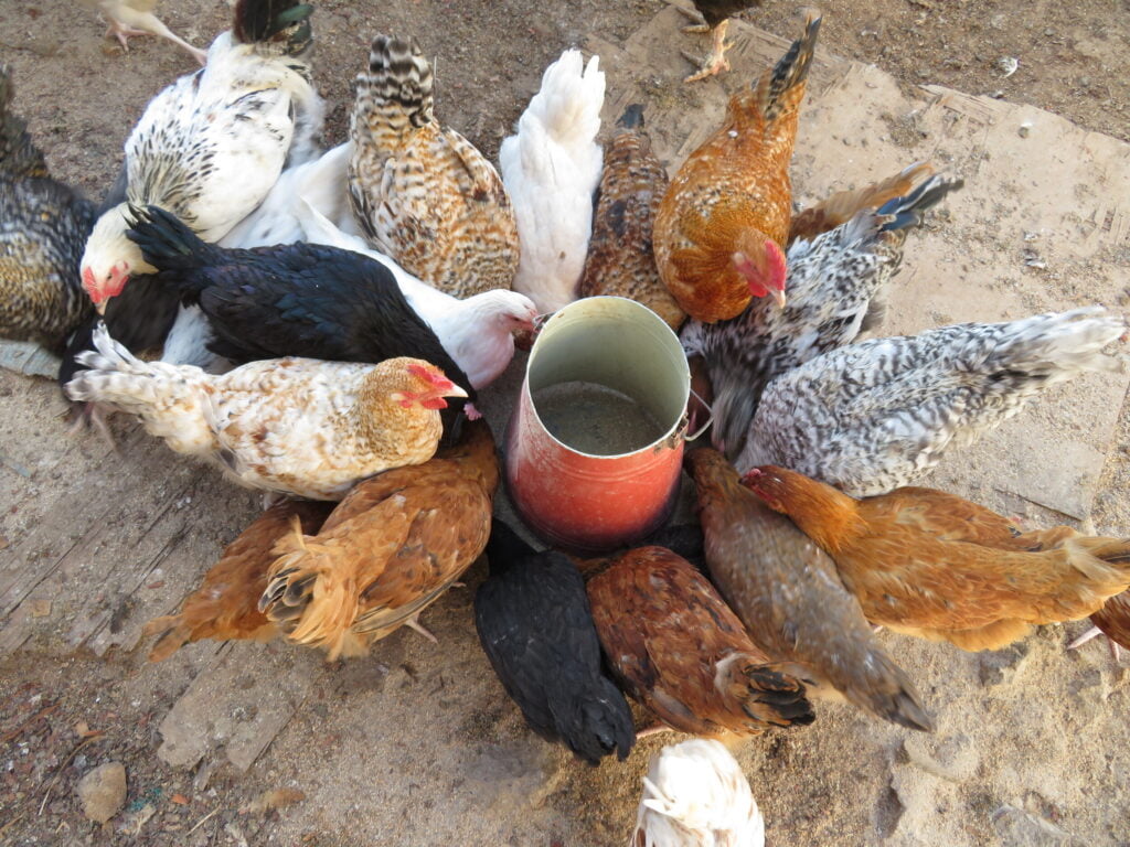 Pure Kienyeji chicken in Kenya FarmHatch Incubators