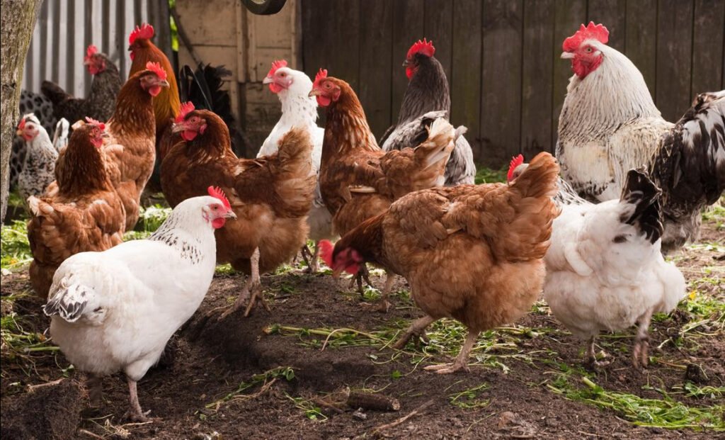 Pure Kienyeji chicken farming in Kenya - FarmHatch